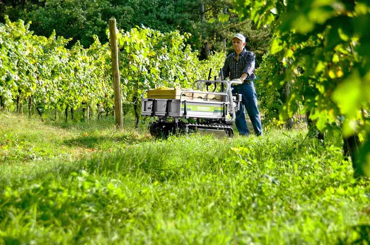 Mann in Weinberg mit Grillo Dumper 406