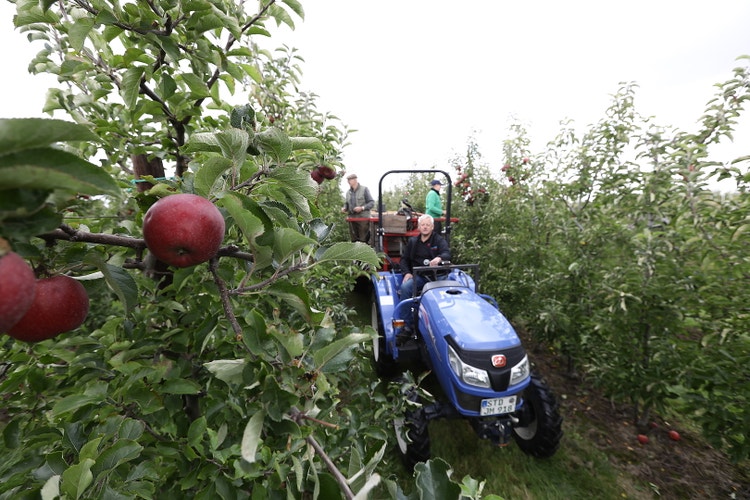 Iseki TLE 3410 AL Traktor im Obstgarten