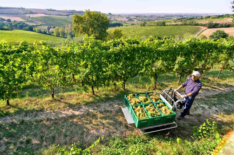 Mann mit Grillo Dumper 406 in Weinberg beim Ernten